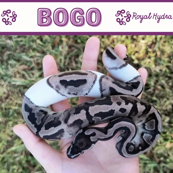 *BOGO 50%* Axanthic Pied Ball Python by Royal Hydra