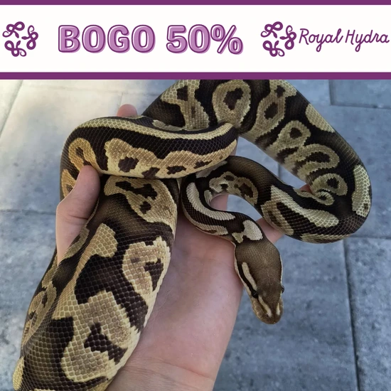 *BOGO 50%* Black Pastel Ball Python by Royal Hydra