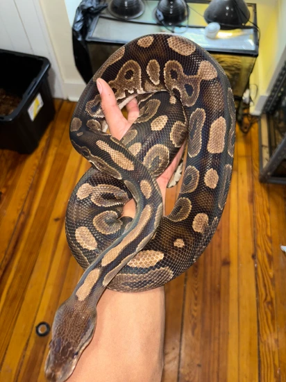 Cinnamon Ball Python by Marleys Morphs