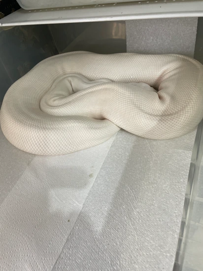 Super Fire Royal Python Super Fire Ball Python by Tdjhobbysnakes2025