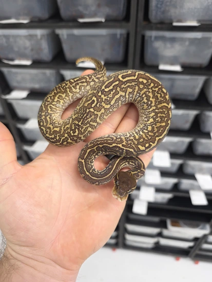Mojave Calico Monsoon Ball Python by Royal Canadian Reptiles