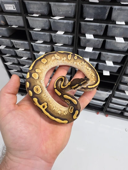 Mojave Calico H Monsoon Ball Python by Royal Canadian Reptiles