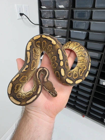 Beautiful view of Thermostat For Ball Pythons