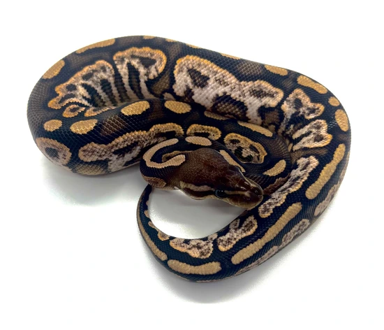 Cinnamon Sugar 50% DH Clown DG Ball Python by Royal Constrictors ...