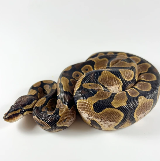 Calico Ball Python by Royal Herps