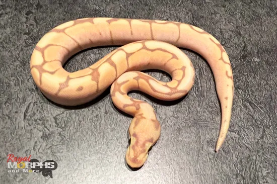 Spider Mutation Royal Python Banana Spider 100% Het. Clown Ball Python by Royal MORPHS and More