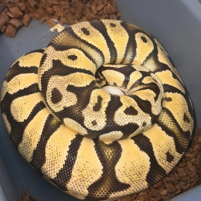Pastel YB OD DH DG Clown Ball Python - female for sale from RoyalPythonRivalry