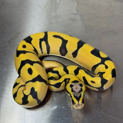 Enchi Pastel DG Het Clown Ball Python - male for sale from RoyalPythonRivalry