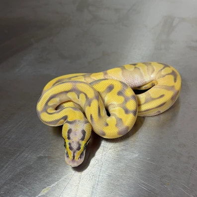 Special For Houten - DG Het Clown Ball Python - female for sale from RoyalPythonRivalry