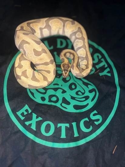 Super Fire Royal Python Super Enchi Cypress Fire Scaleless Head Ball Python by Royal Dynasty ...