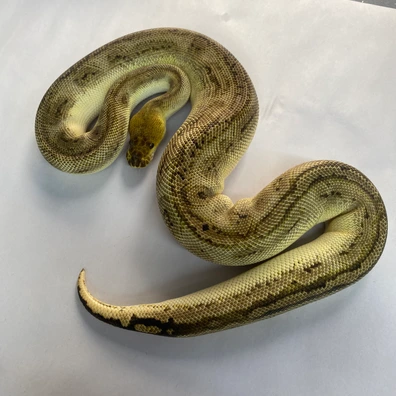 Male Super Bongo Clown Ball Python - male for sale from Royals royce uk