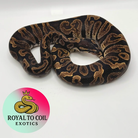 GHI Het Hypo Ball Python by Royal To The Coil Exotics