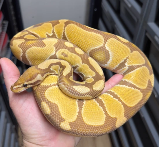 Ultramel Het Puzzle Ball Python by Elusive Propagations by Barry Swope