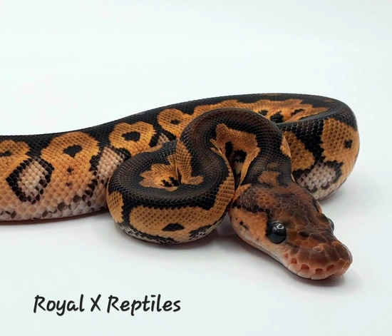 Barnhart Clown Het Monsoon Ball Python by Royal X Reptiles