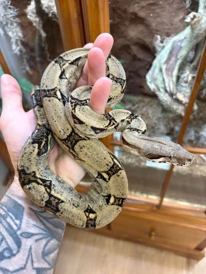 Colombian Red Tail Boa Boa Constrictor by RP’s Pythons