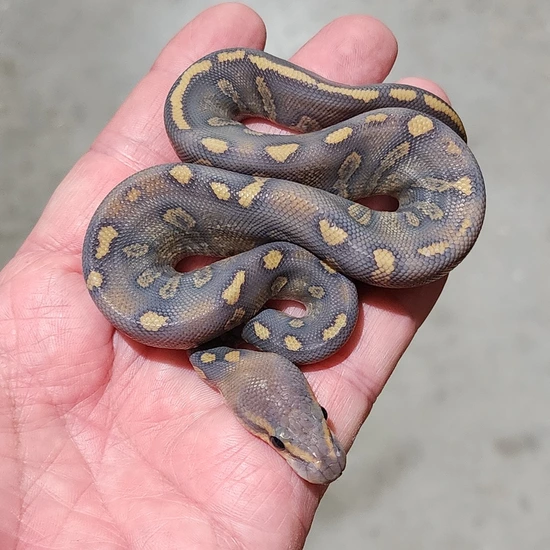 Hypo Super Chocolate Ball Python by Rp Reptiles