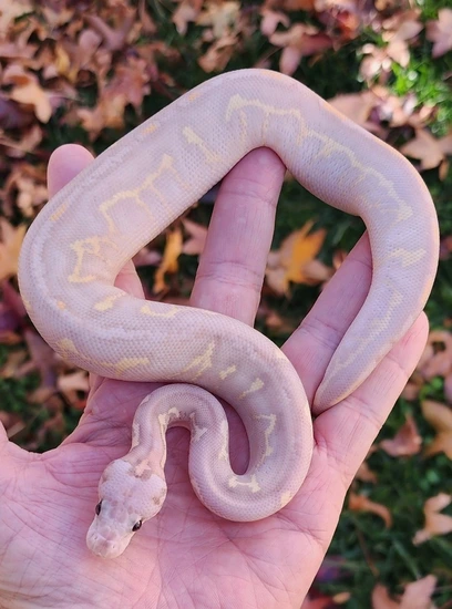 Super Gravel Banana Black Head Clown Ball Python by Rp Reptiles