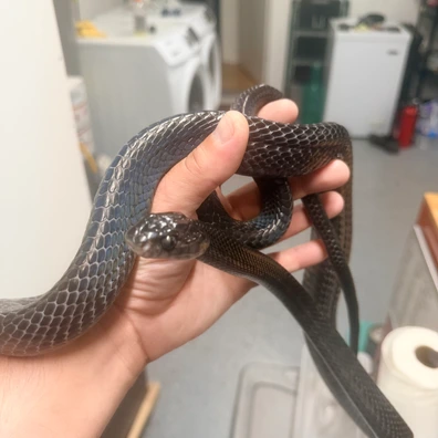Boiga For Sale