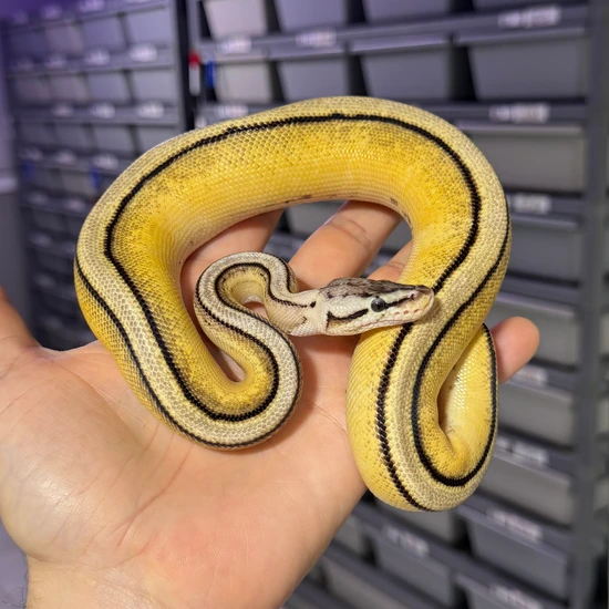 Pastel Red Stripe YB G-Stripe TH DG Cryptic Pied Ball Python by Reagan ...