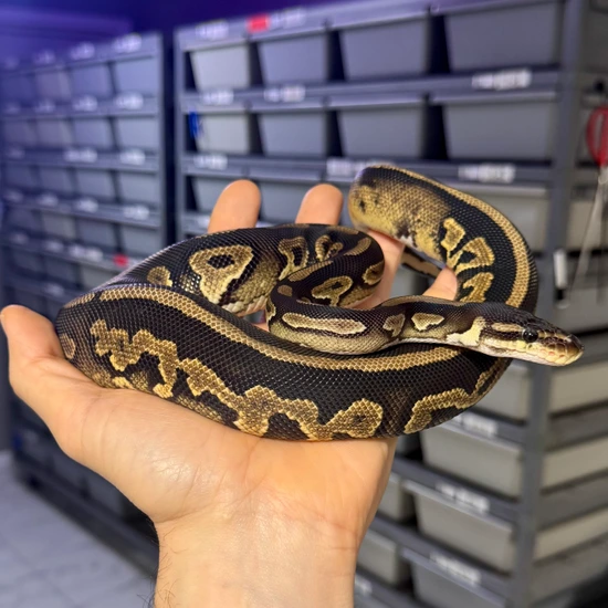 Cinnamon TH G-Stripe Clown Pied Ball Python by Reagan Renee Royal Pythons