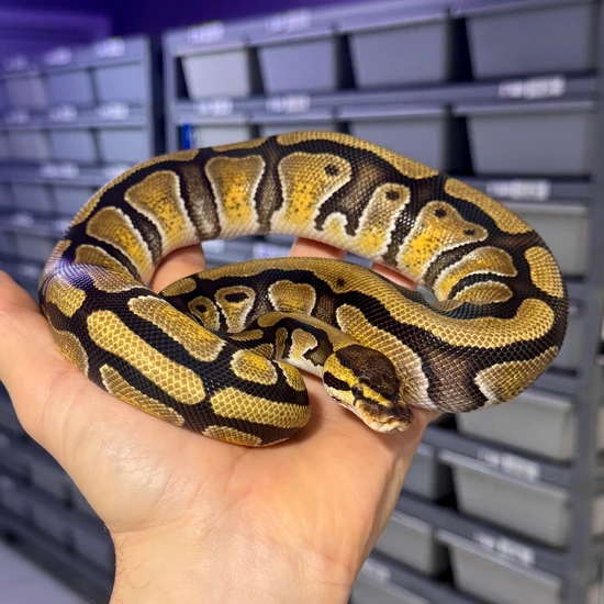 Enchi Red Stripe TH DG G-Stripe Clown Ball Python by Reagan Renee Royal ...