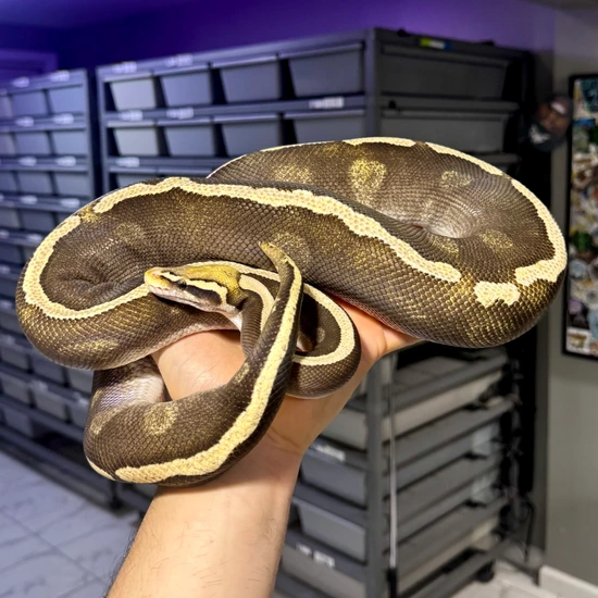 GHI Mojave Pastel DH G-Stripe Clown Ball Python by Reagan Renee Royal ...