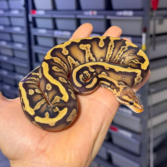 Stranger (RS) Crypton DH DG Monsoon Ball Python by Reagan Renee Royal ...