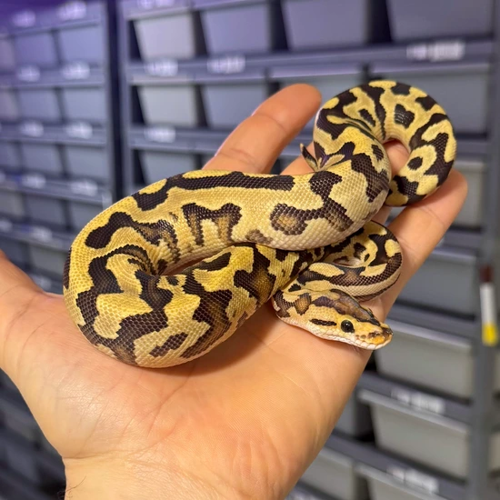 Fire Red Stripe Specter Crypton Het DG Ball Python by Reagan Renee ...