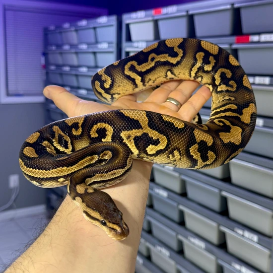 Barnhart Black Pastel Red Stripe YB Crypton DH DG G-Stripe Ball Python ...