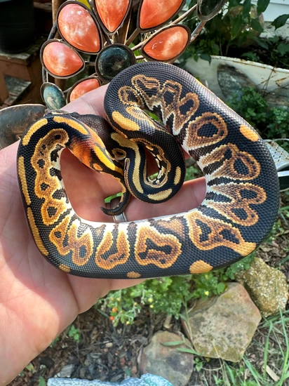 Cinnamon Od Yb Dh Clown /pied Ringer “HALLOWEEN Ball Python by CBTexotics