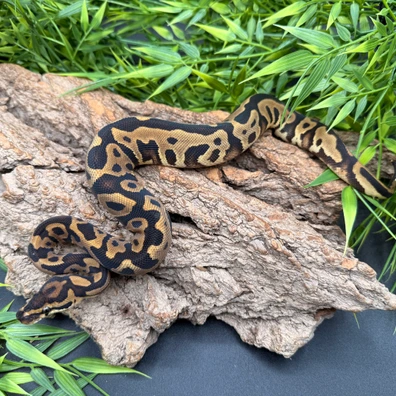 Leopard Gravel Or YB Het Clown Ball Python - female for sale from REPTIZON s.r.o.