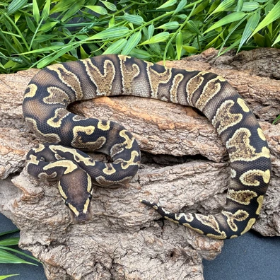 GHI DH Hypo Clown Ball Python - male for sale from REPTIZON s.r.o.