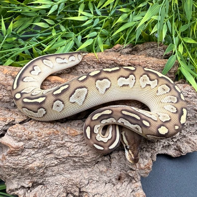 Lesser Black Head Het Hypo 66% Het Clown Poss Red Gene Ball Python - female for sale from REPTIZON s.r.o.