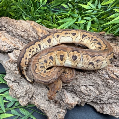Black Pastel Clown Ball Python - unknown for sale from REPTIZON s.r.o.