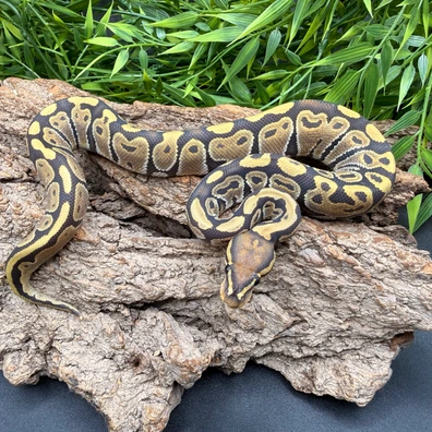 Hypo Het Ultramel 66% Het Clown Ball Python - male for sale from REPTIZON s.r.o.