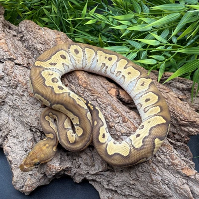 Mojave Clown Ball Python - female for sale from REPTIZON s.r.o.