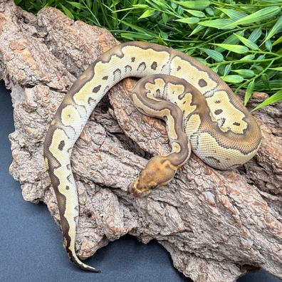 Mojave Clown Ball Python - female for sale from REPTIZON s.r.o.