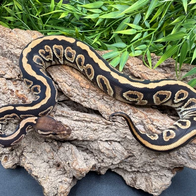 Black Pastel Fire DH Monarch Clown Ball Python - male for sale from REPTIZON s.r.o.