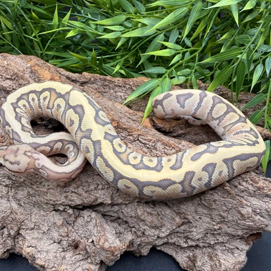Hypo HGW Fire Het Clown Ball Python - male for sale from REPTIZON s.r.o.