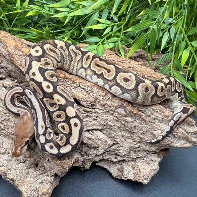 Black Pastel HGW DH Hypo Clown Ball Python - male for sale from REPTIZON s.r.o.