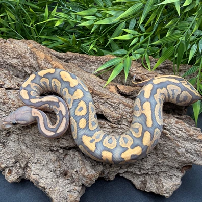 Black Pastel Hypo Het Clown Ball Python - male for sale from REPTIZON s.r.o.