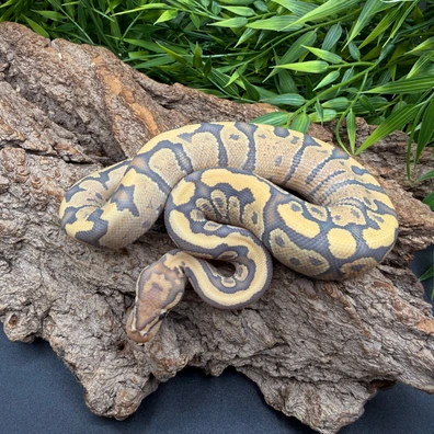 Fire Hypo Het Clown Ball Python - male for sale from REPTIZON s.r.o.