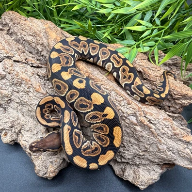 Black Pastel DH Hypo Clown Ball Python - female for sale from REPTIZON s.r.o.