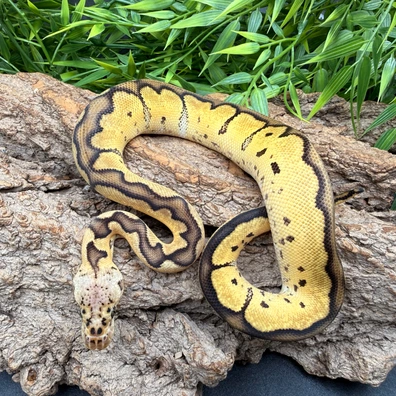 Pastel Clown Ph DG Ball Python - male for sale from REPTIZON s.r.o.