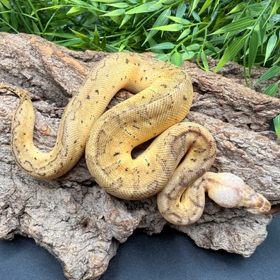 Lemon Blast Clown Ph DG Ball Python - male for sale from REPTIZON s.r.o.