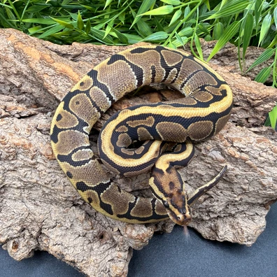 Spotnose DH Ultramel Hypo 50% Het Clown Ball Python - female for sale from REPTIZON s.r.o.