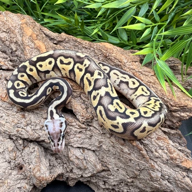Super Pastel Het Clown Ball Python - female for sale from REPTIZON s.r.o.
