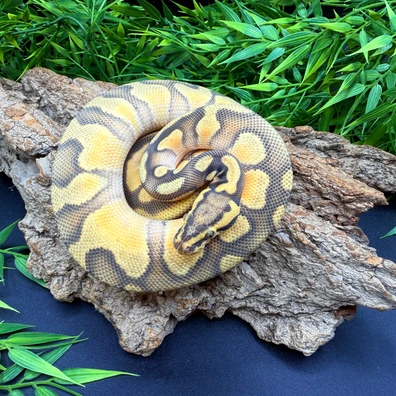Enchi Pastel Hypo Ball Python - female for sale from REPTIZON s.r.o.