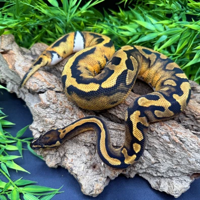 Pied Low White Ball Python - female for sale from REPTIZON s.r.o.