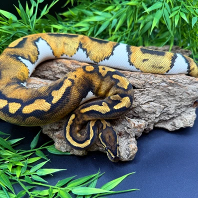 Pied Low White Ball Python - female for sale from REPTIZON s.r.o.